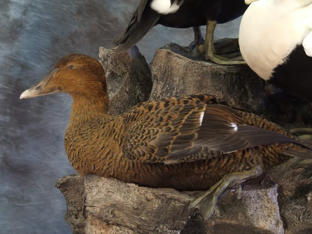 Common Eider Hen.