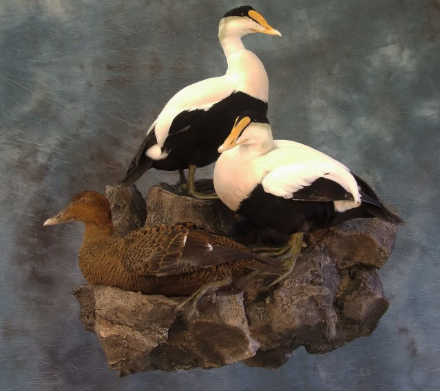 Eider mount.