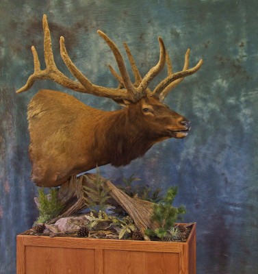 Full velvet Bull Elk . 0