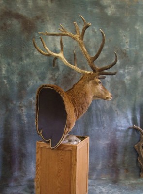 Red Stag back of Pedestal finish. 0