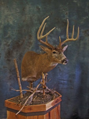 Ohio Whitetail full pedestal mount. 0