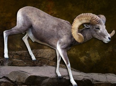 Argali  Sheep full body picture. 0