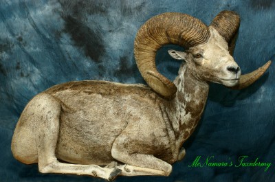 Argali  Sheep Resting pose. 0