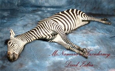 Life sized Zebra dead mount. 0