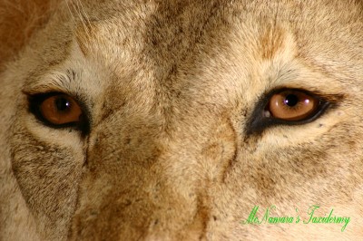 Close up of the African Lion eyes. 0