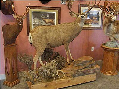 Large Wyoming Mule Deer Buck.  0