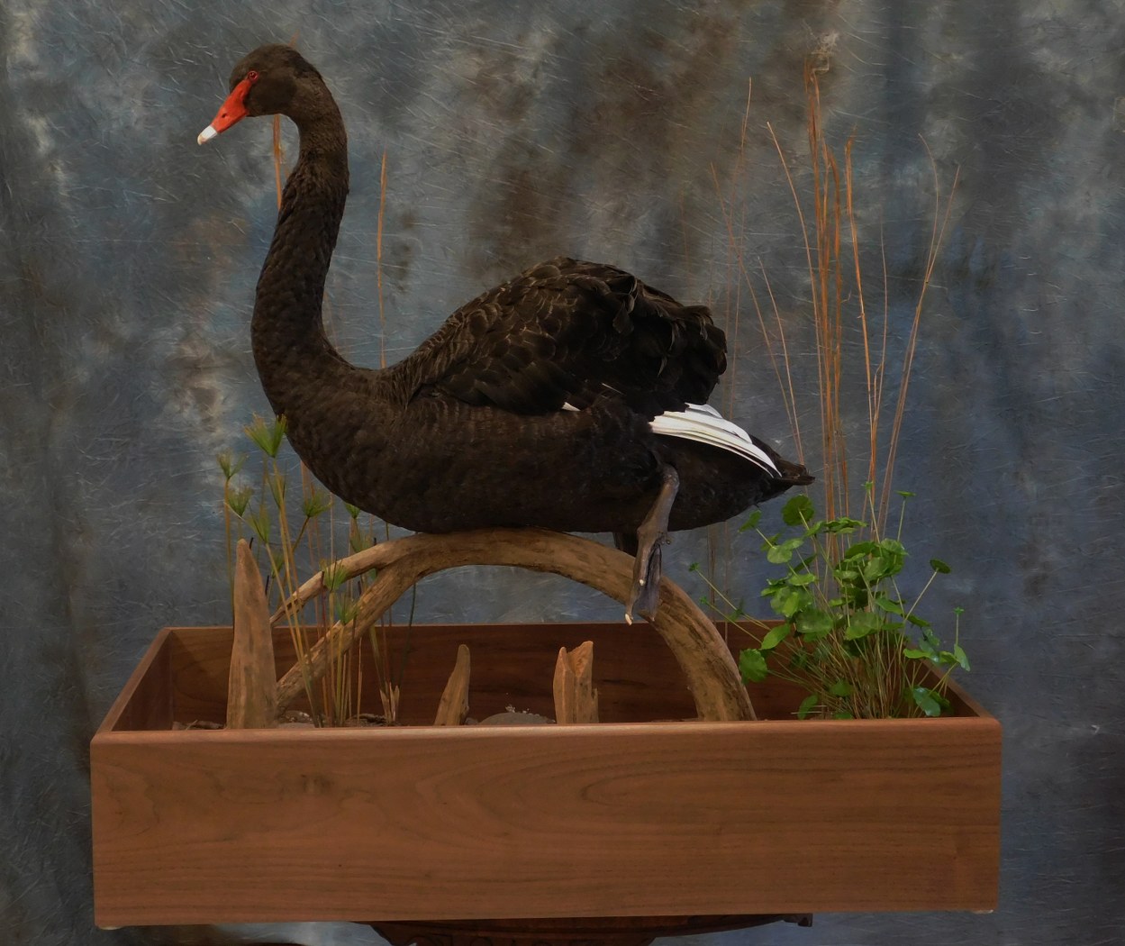 Black Swan with Habitat 0