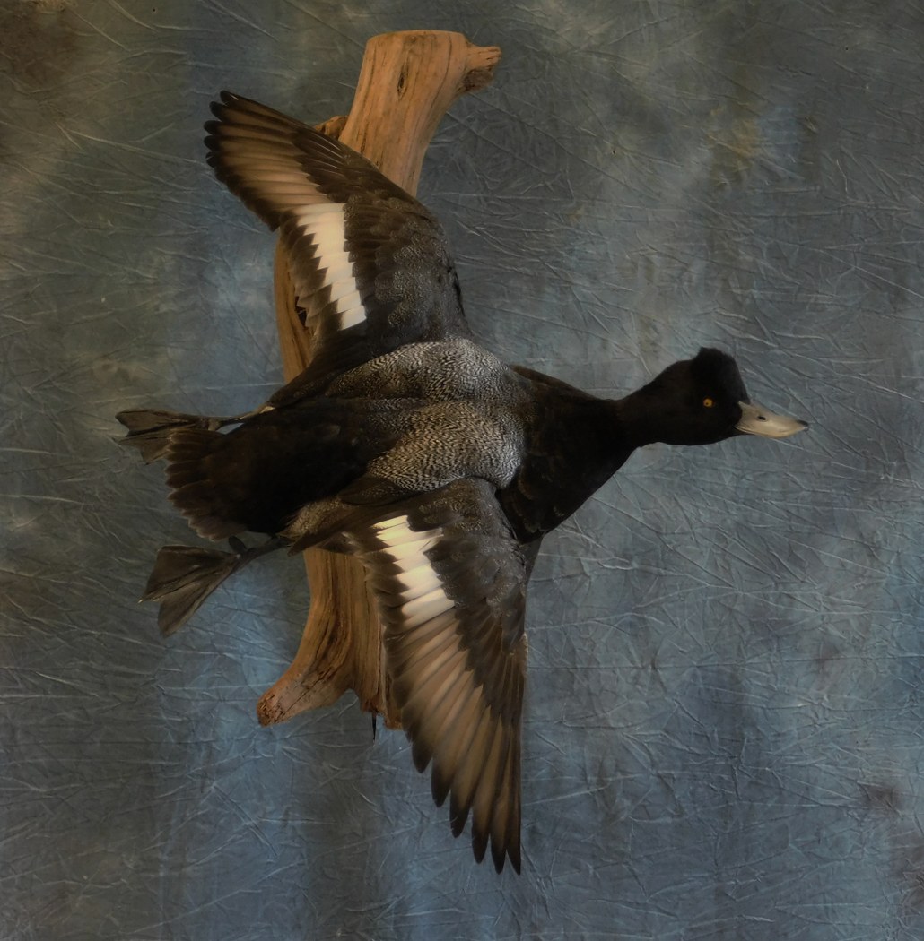 Lesser Scaup  Drake. 0