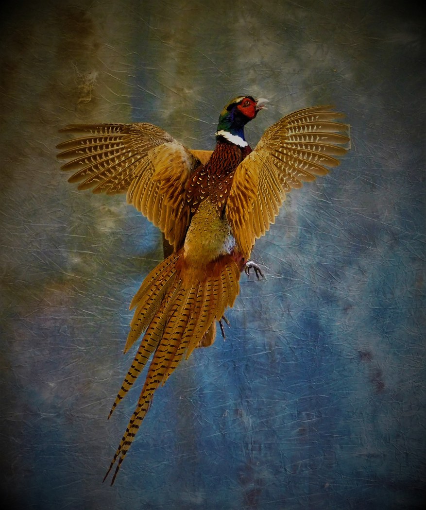 Ringneck Pheasant Going Up. 0