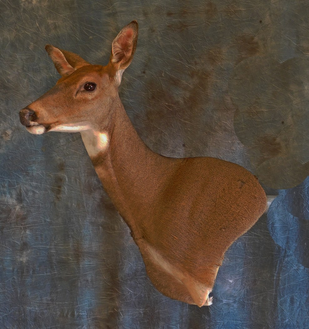 White-tailed Doe Wall Pedestal. 0