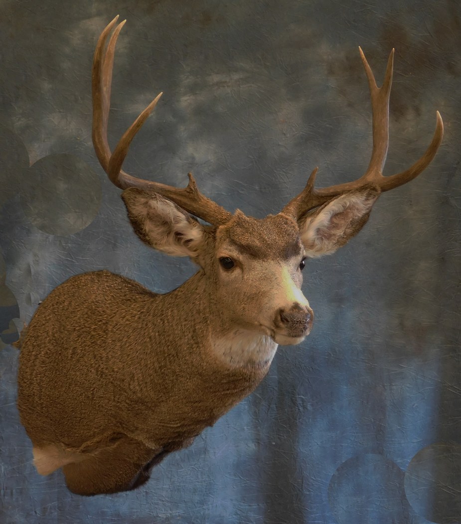 Mulie Buck.. 0