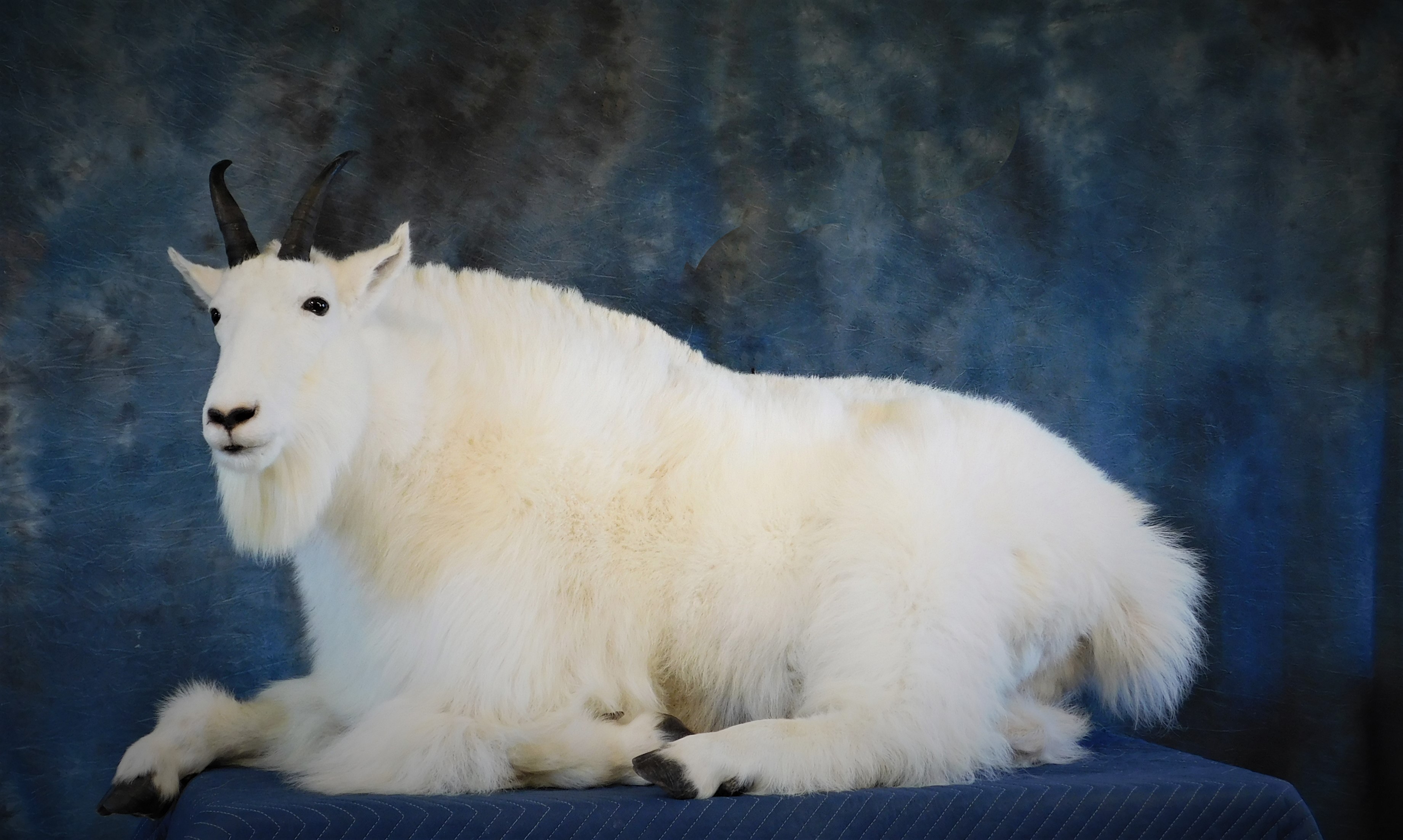 Beautiful Mountain Goat Billy. 0