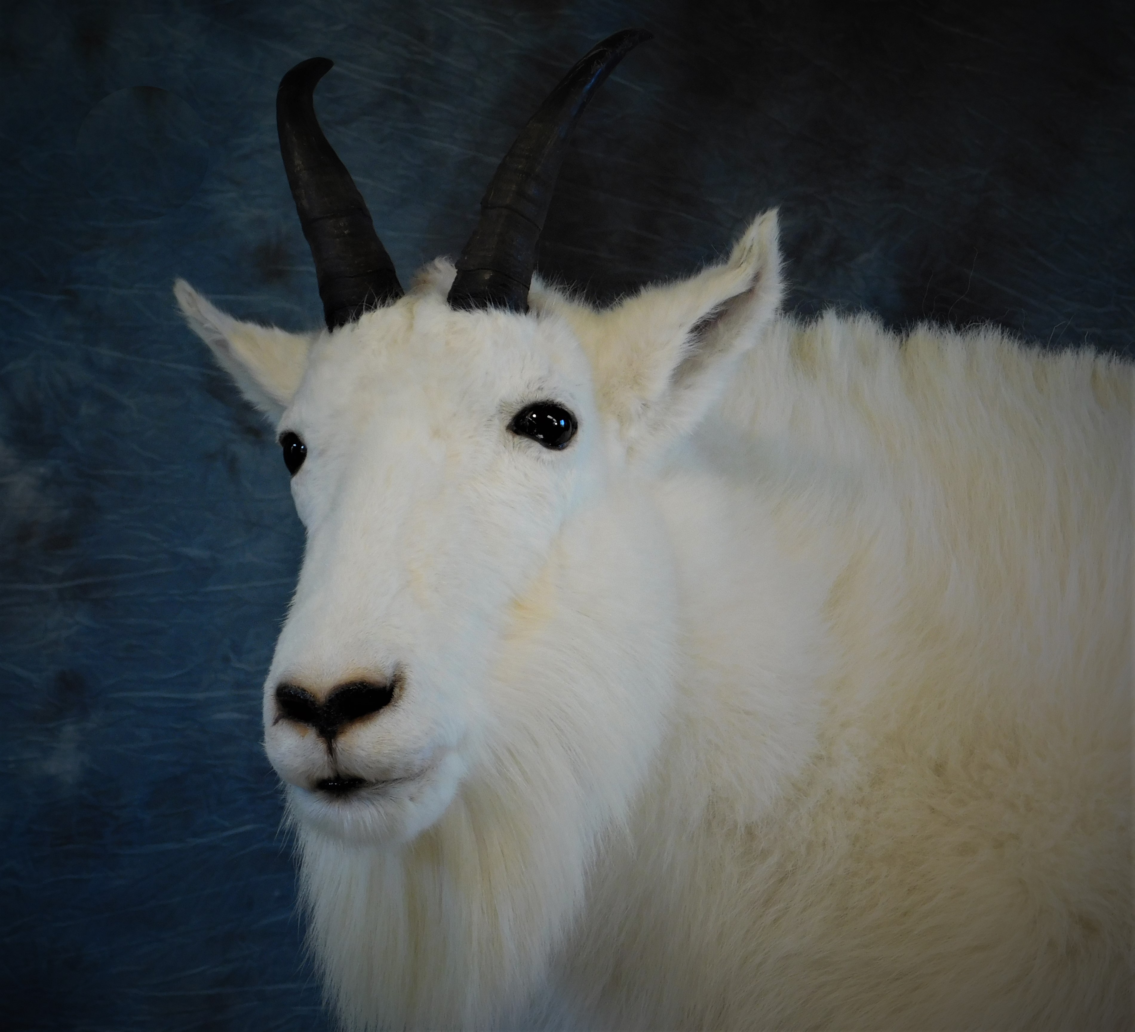 Beautiful Mountain Goat Billy. C,ose Look at the Face. 0