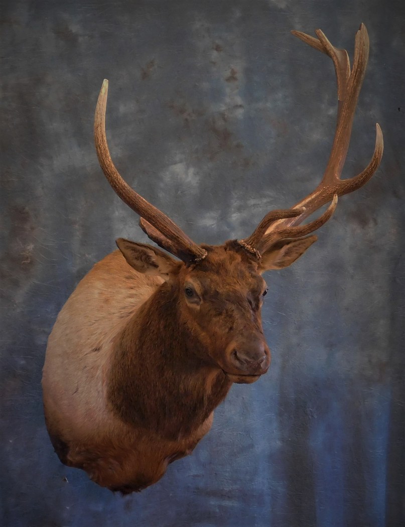 Bull Elk. 0