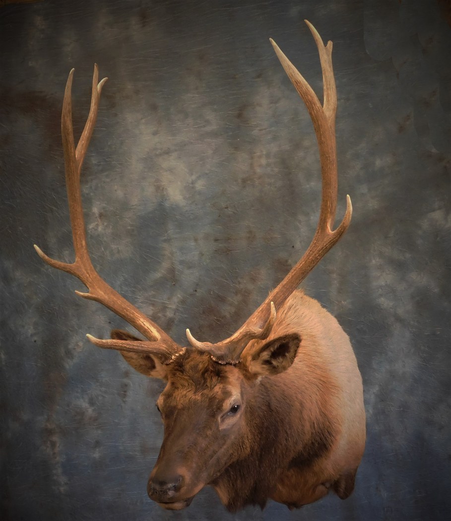 Bull Elk. 1
