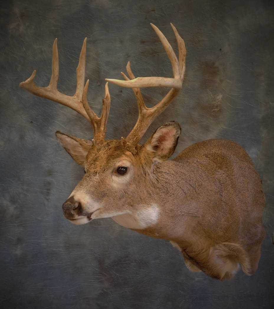 Whitetail Buck. 1