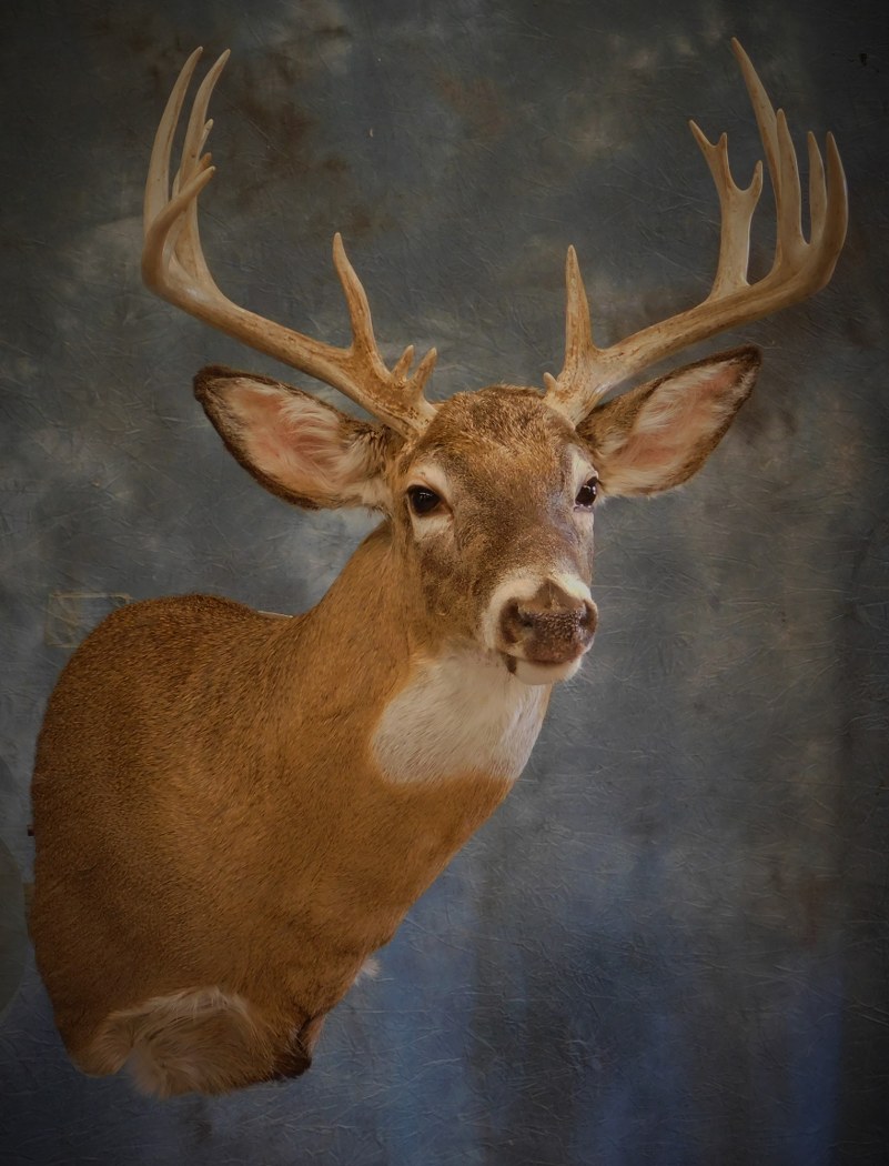 Whitetail Buck. 3