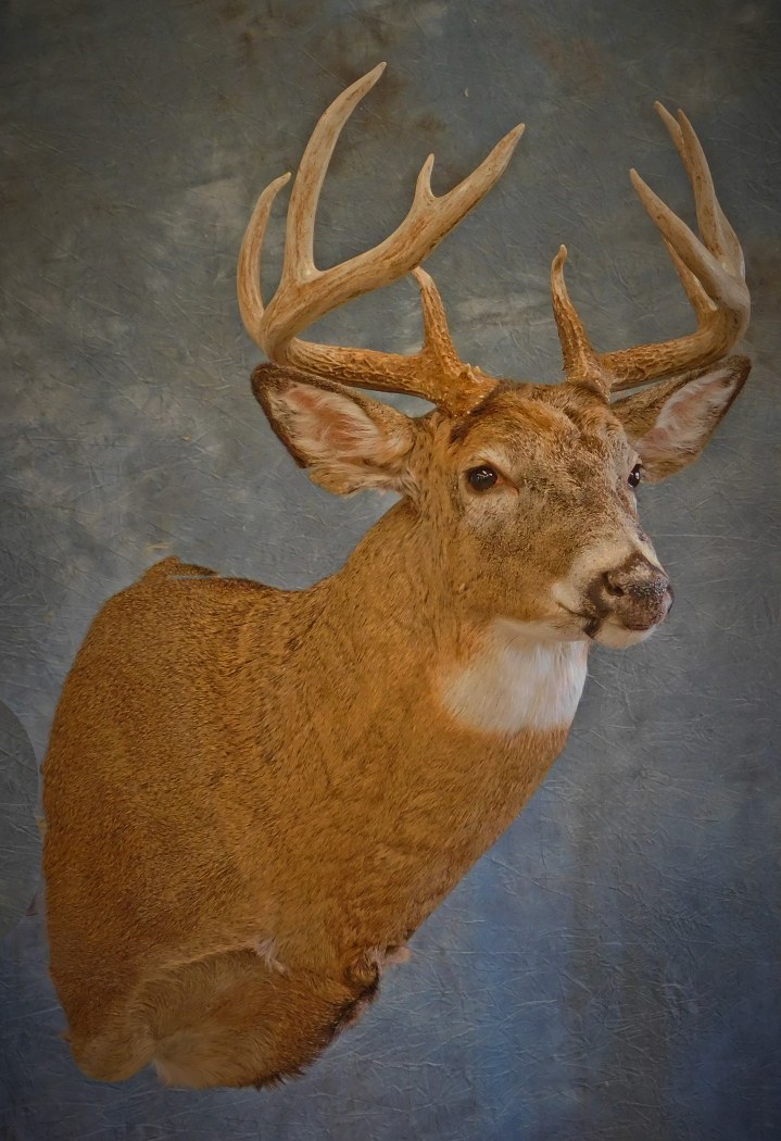 Whitetail Buck. 5