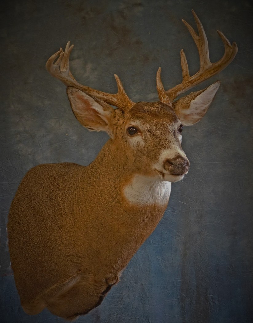 Whitetail Buck. 6