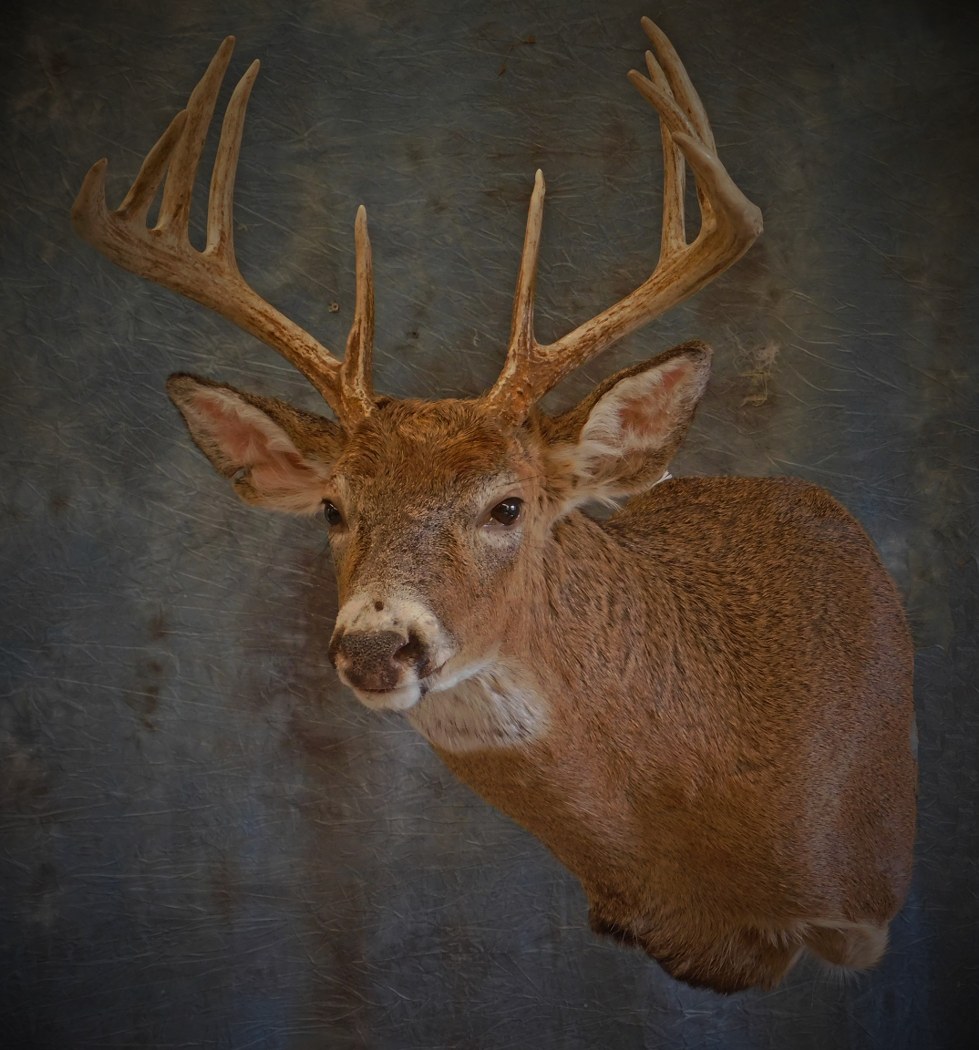 Whitetail Buck. 7