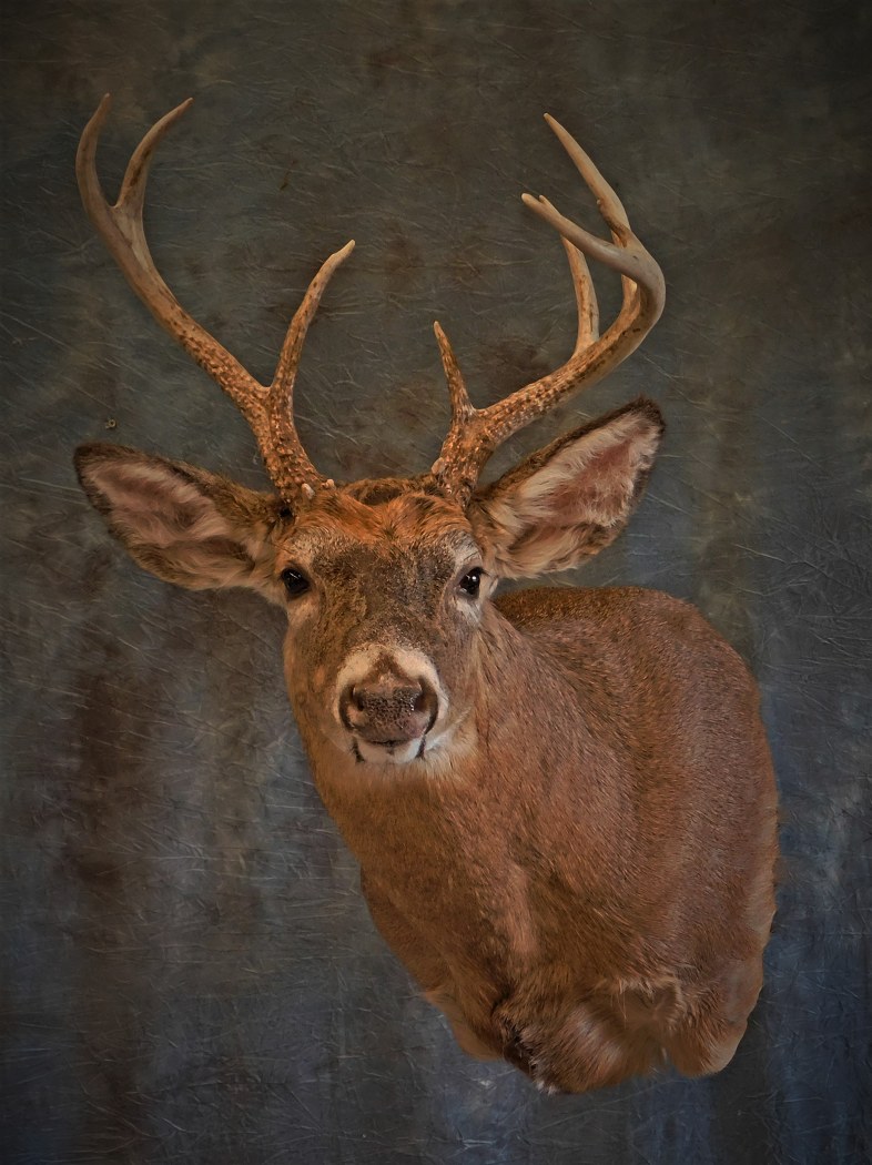 Whitetail Buck. 8