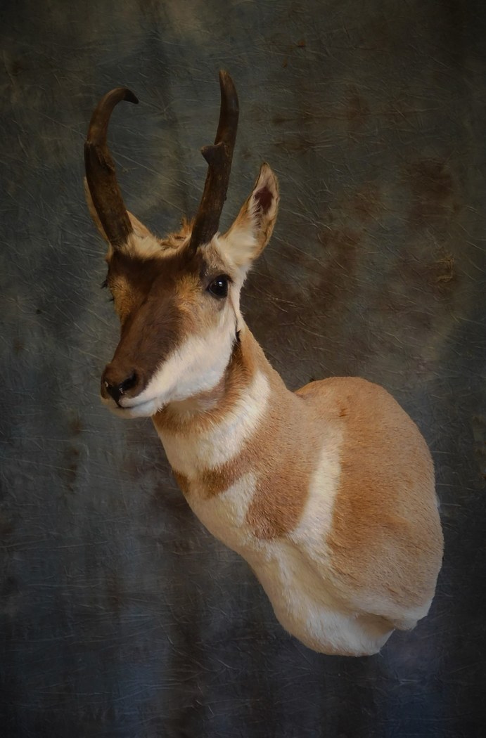 Wyoming Pronghorn Buck. 0