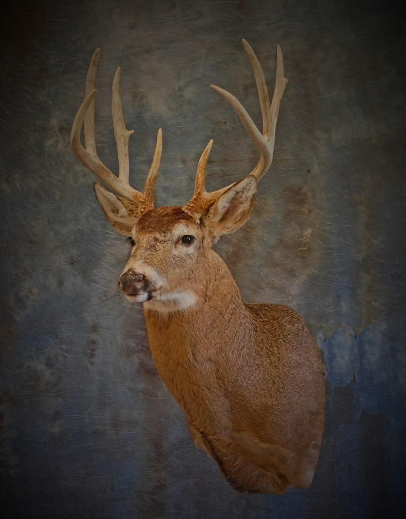 Whitetailed Buck. 1