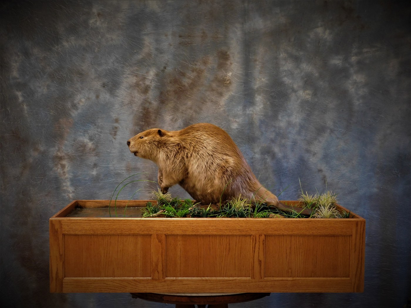 Full Mount Beaver. Full Habitat. 0