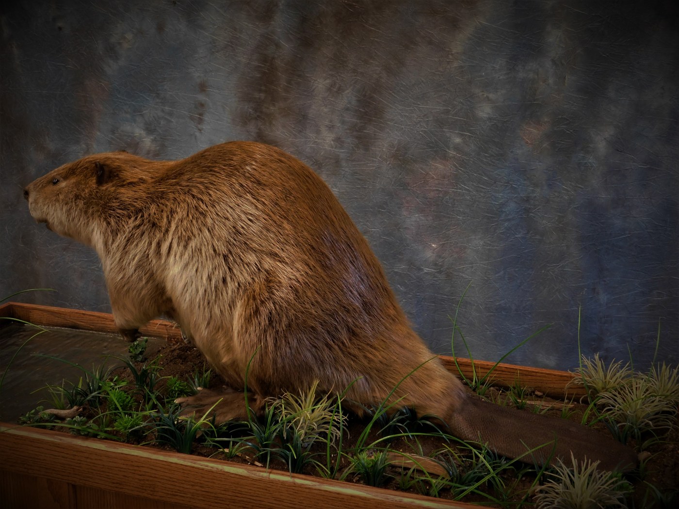 Full Mount Beaver. Full Habitat. Back Showing the Tail. 0