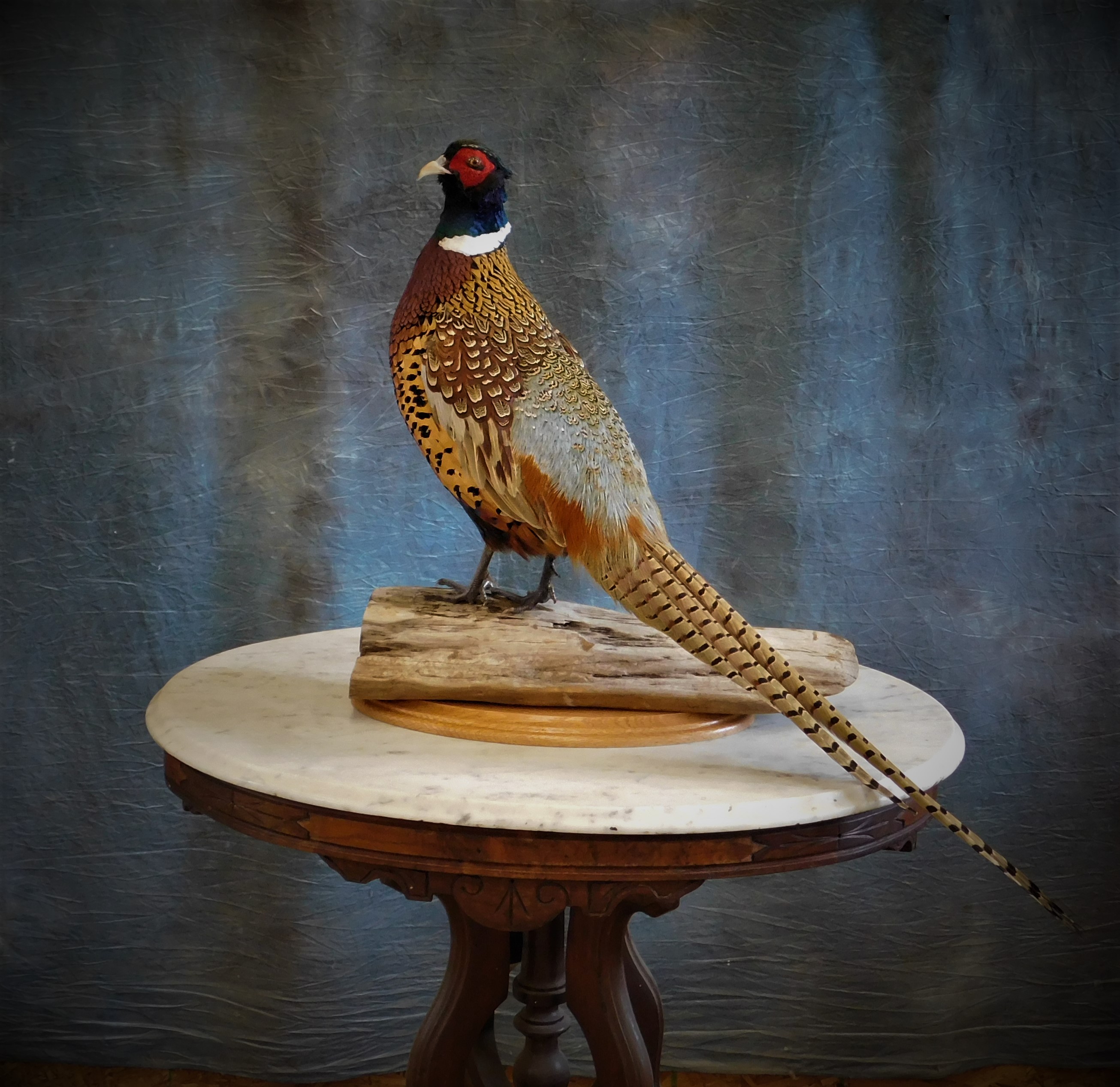 Pheasant Mount. 0