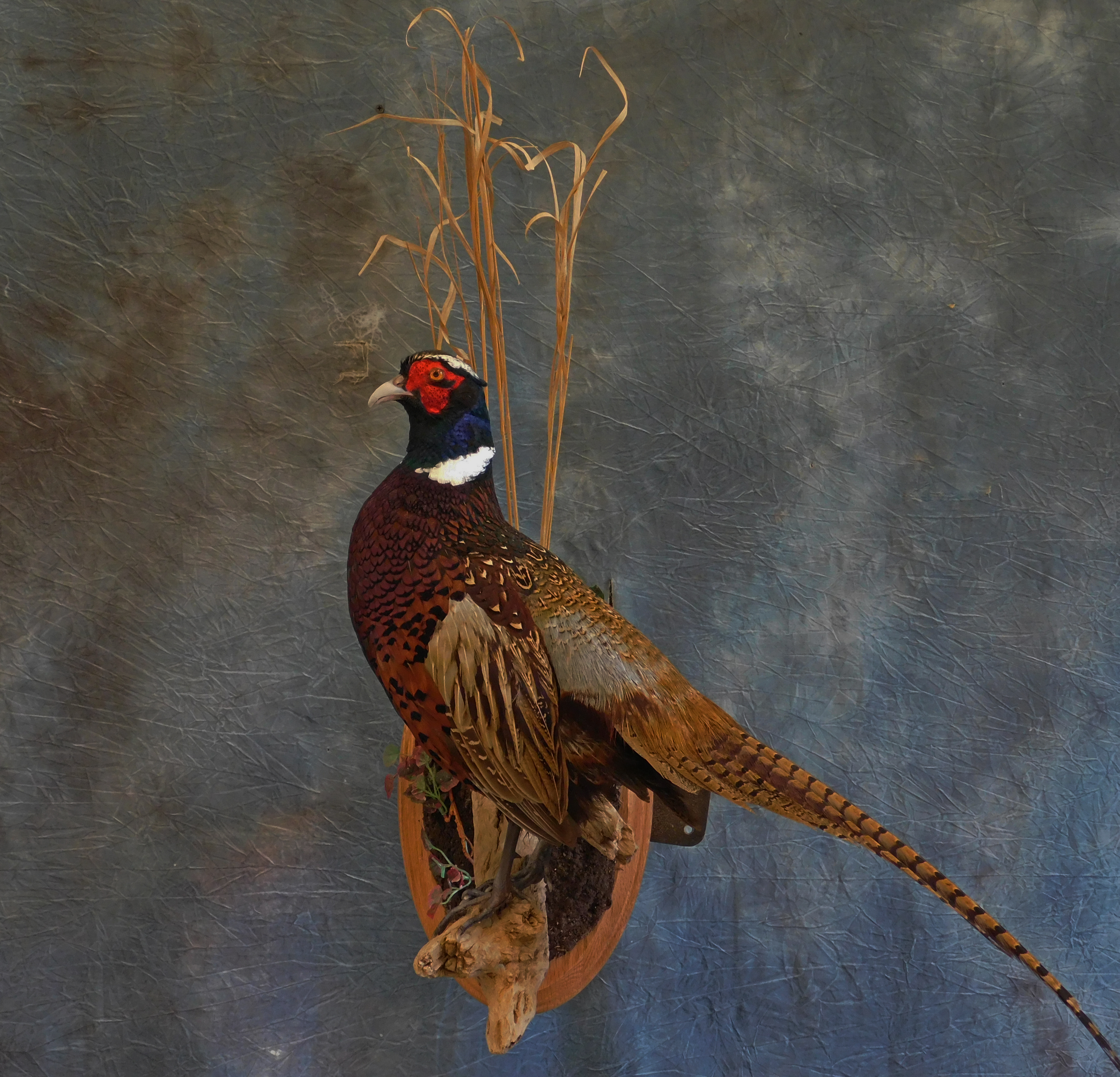 Pheasant Mount. 1