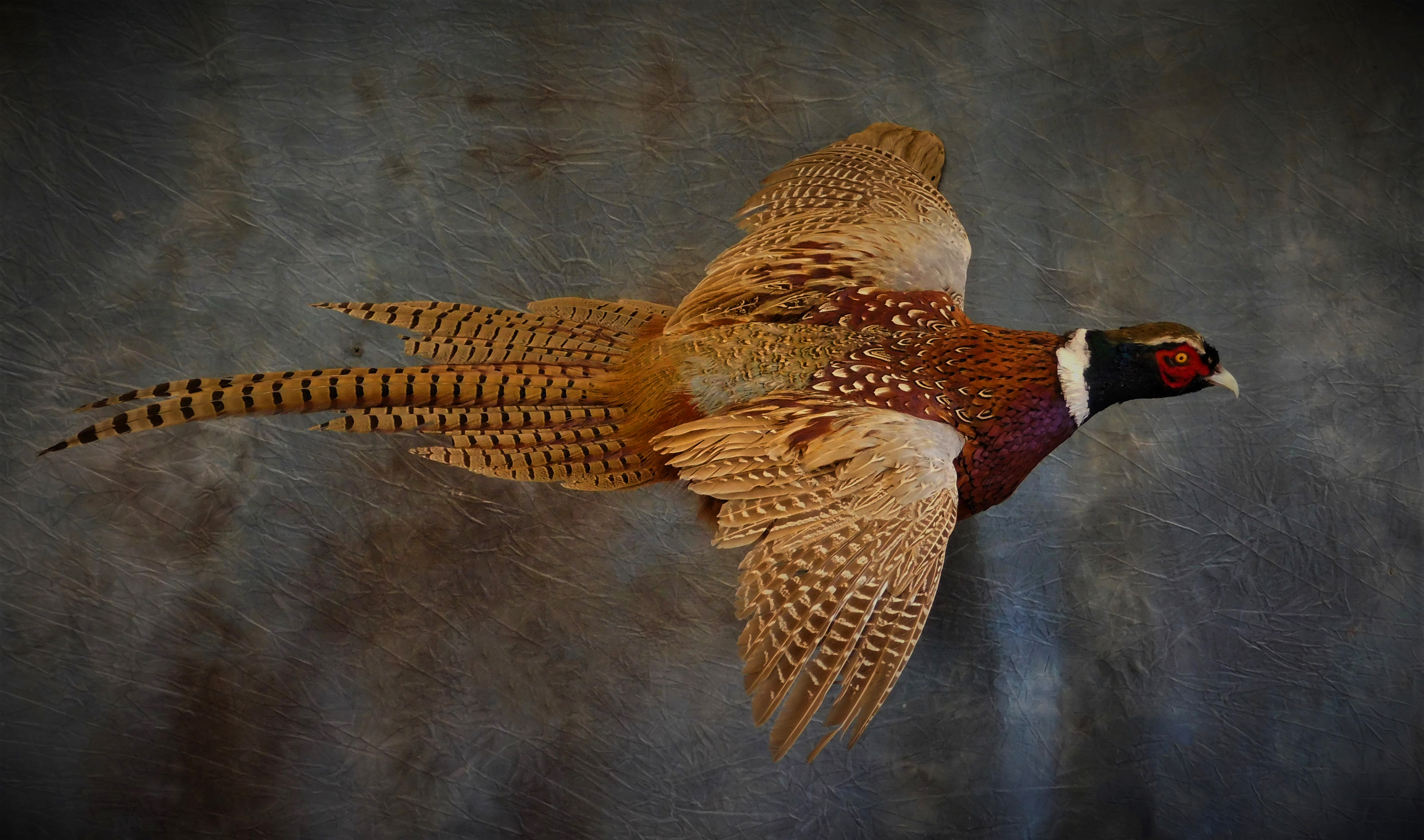 Pheasant Mount. 3