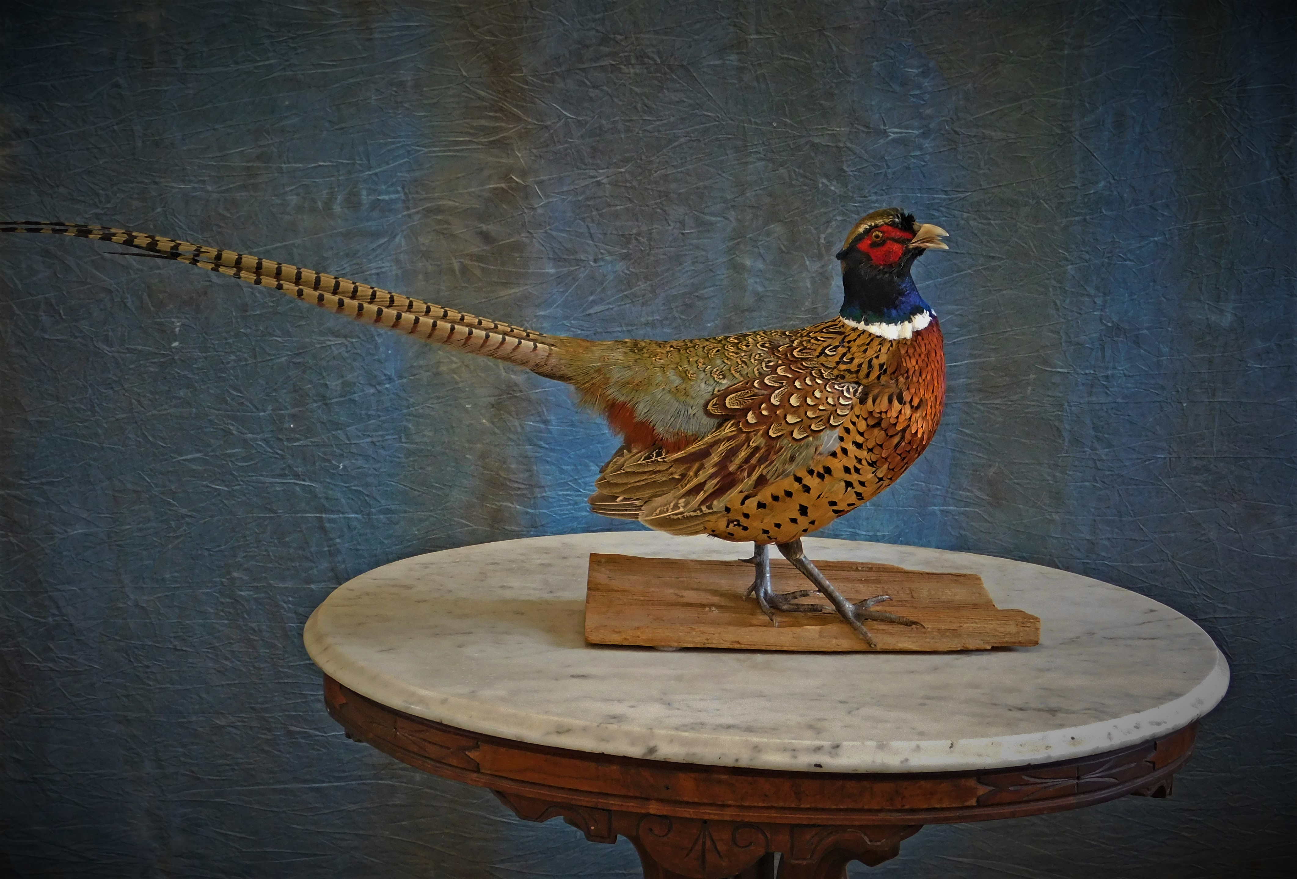 Pheasant Mount. 2