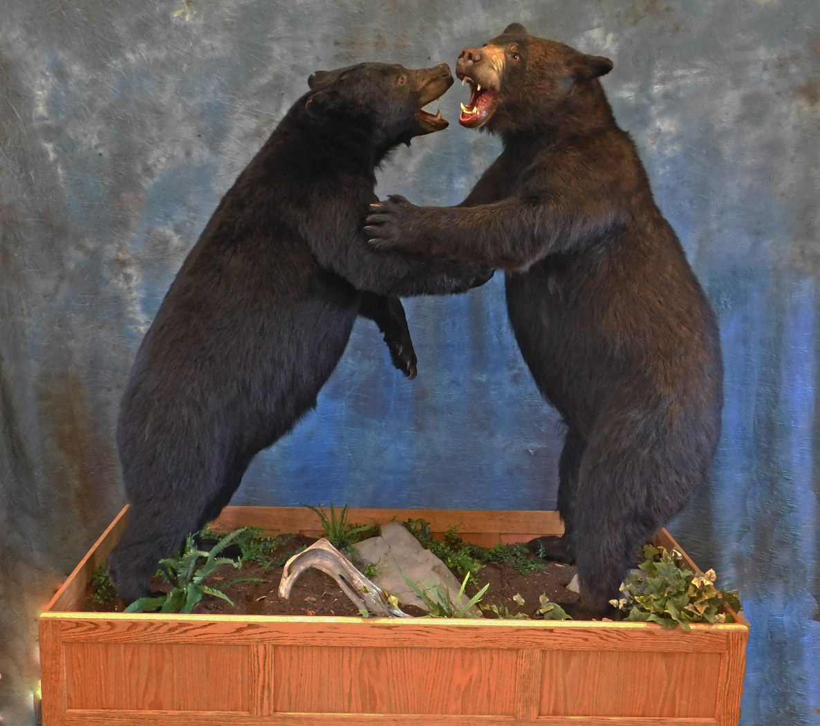 Custom Black Bear Mount. 1