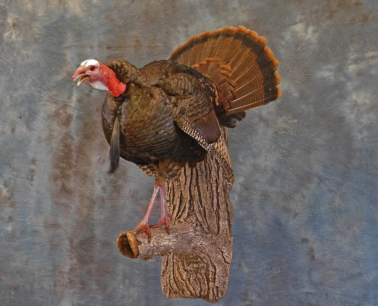 Gobble Strut. 0