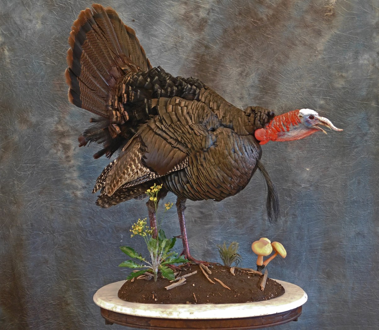 Gobble Strut. 2