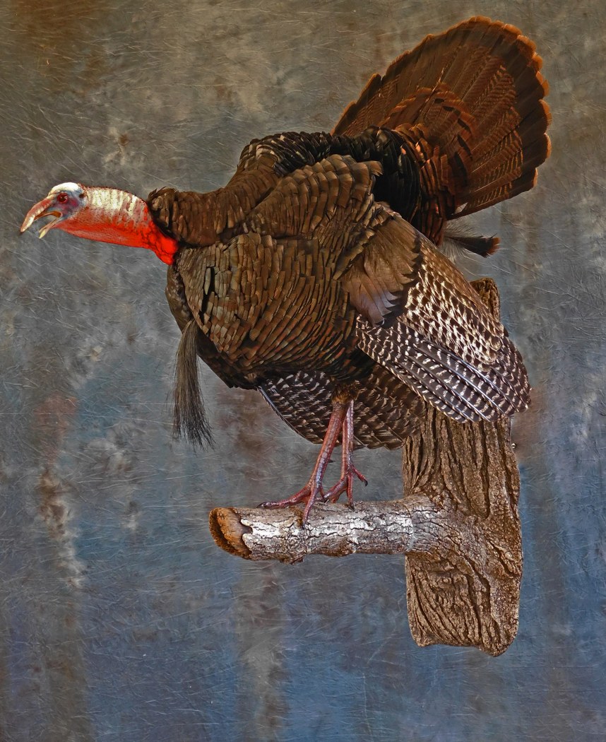 Gobble Strut. 3