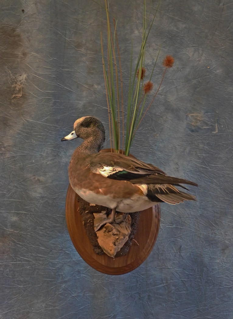 Widgeon on a Wall Base. 0