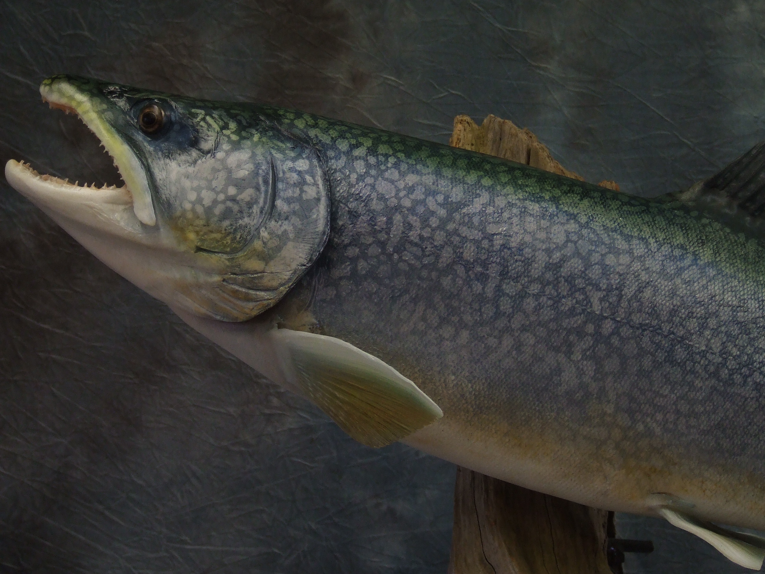 Lake Trout close up 0