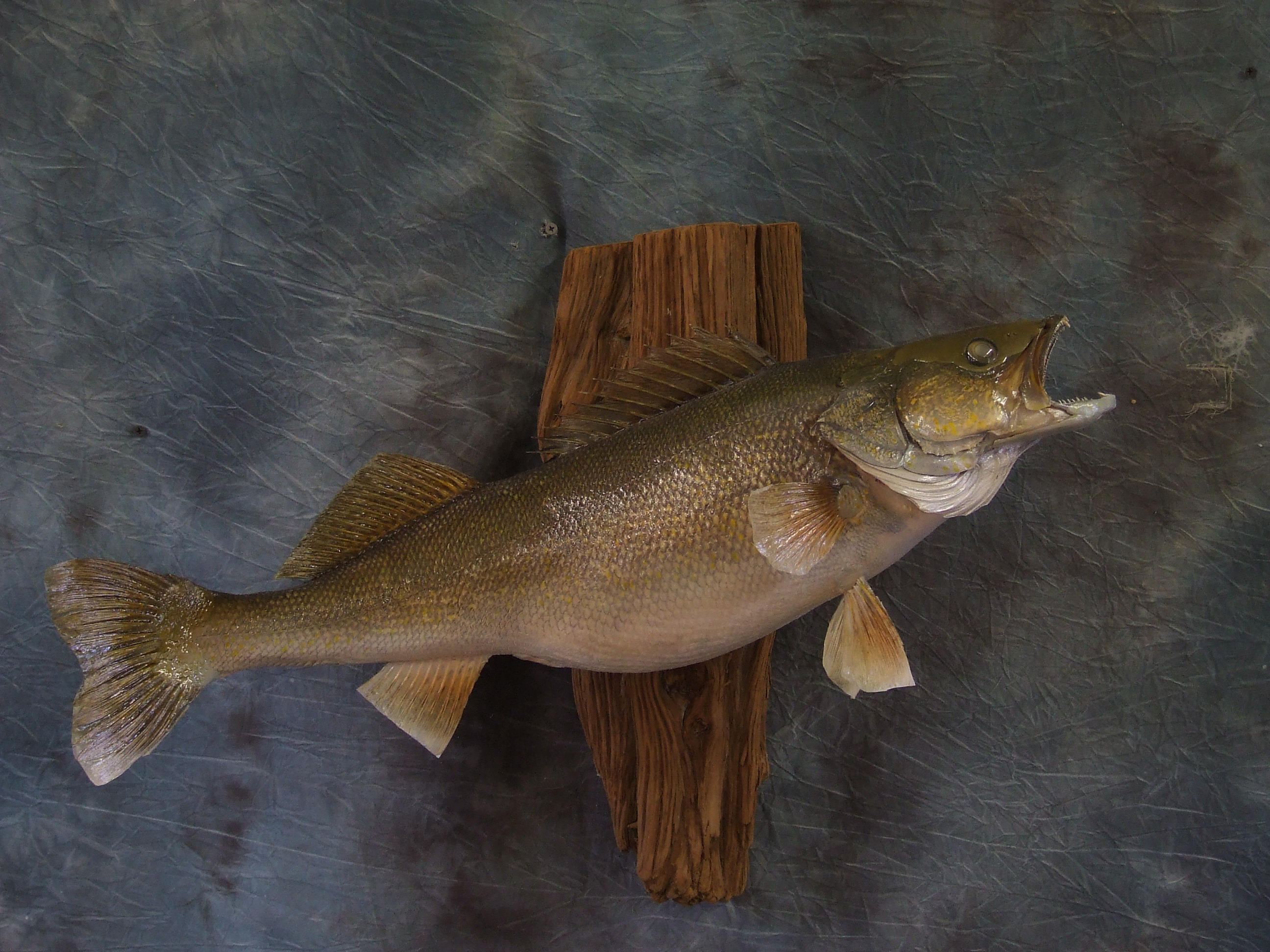 Walleye. 0