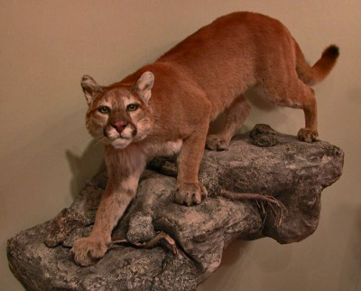 Beautiful Female Cougar. 0